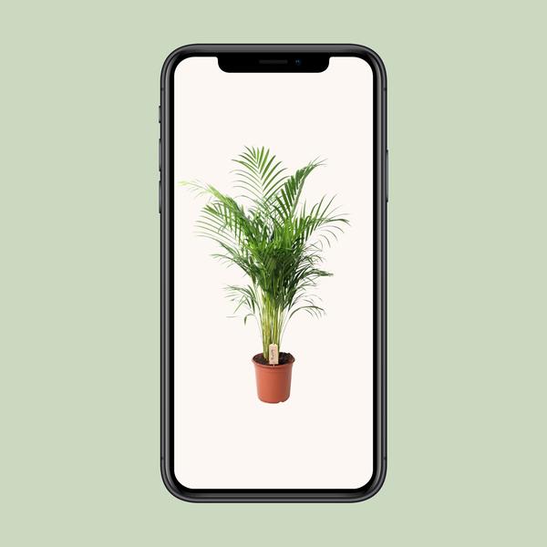 Dypsis Lutescens (Areca) - Ø24cm - ↕110cm