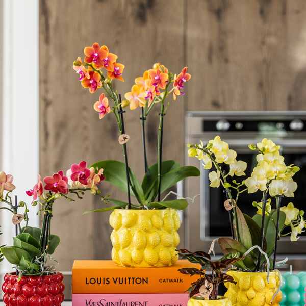 Kolibri Orchids | KOMBI ANGEBOT von 4 duftenden orangefarbenen Phalaenopsis-Orchideen - Topfgröße Ø12cm | blühende Zimmerpflanze - frisch vom Züchter