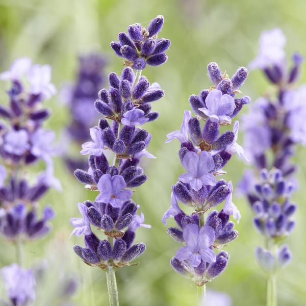 Lavendel 'Hidcote' - ↕10-25cm - Ø9cm - 6x