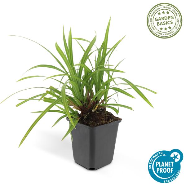 Carex morrowii 'Irish Green' - ↕10-25cm - Ø9cm - 6x