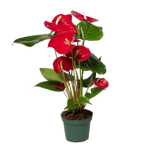 Anthurium Red - Ø17cm - ↕55cm - Ø12 - ↨40cm