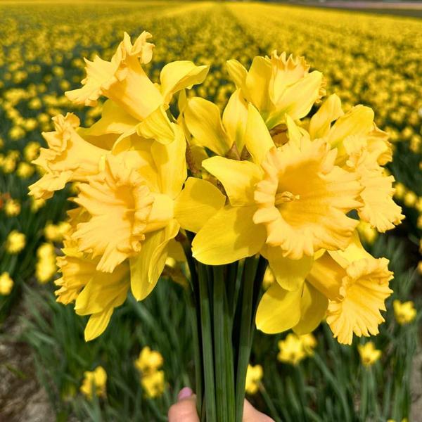 Flowerbulbs Amsterdam - Medium Holland Mix - Nachhaltige Vorteilspackung, 50 Blumenzwiebeln f�r 1 m� Blumenpracht - Gr��e 12+