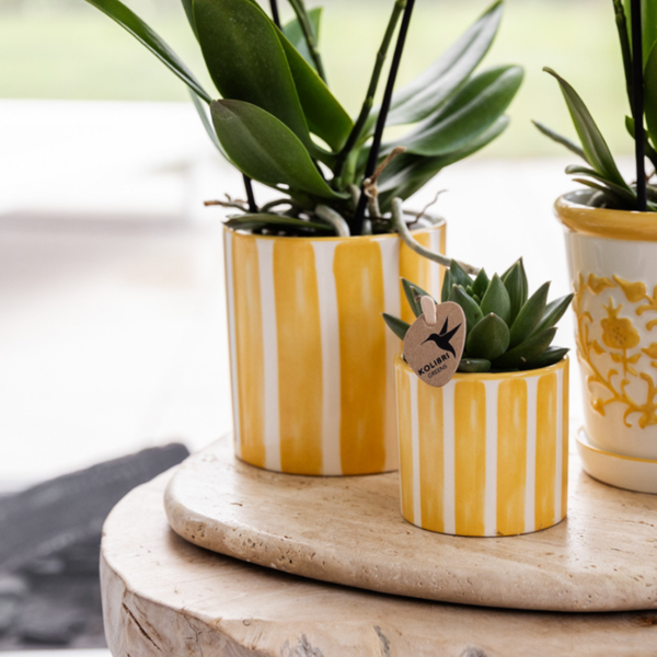 Kolibri Company | Geschenkset Mediterranean Sunset | Pflanzenset mit weißer Phalaenopsis Orchidee Lausanne und Sukkulenten inkl. Keramiktöpfen