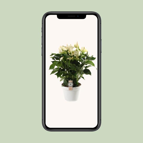 Anthurium White Champion 21cm - Ø21cm - ↕65cm