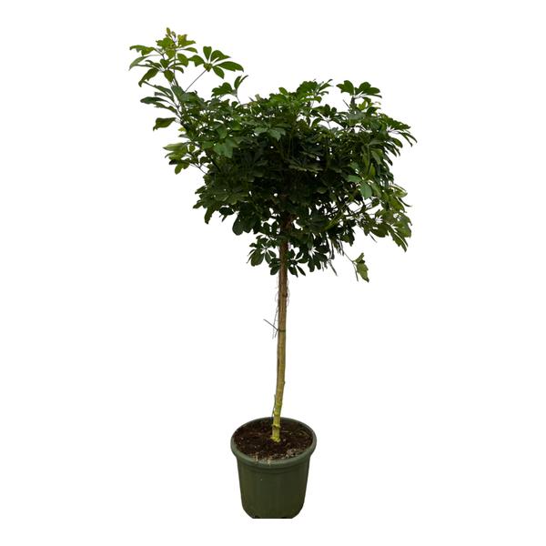 Schefflera Nora Stamm - 220 cm - Ø45cm