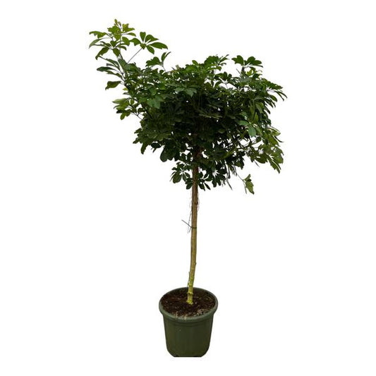 Schefflera Nora Stamm - 220 cm - Ø45cm