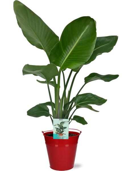 Strelitzia Nicolai - Ø19cm - ↕90cm + Emmer D20x18,5cm - Rot