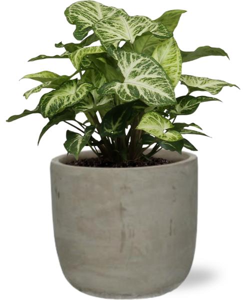 Syngonium Arrow - Ø12cm - ↕25cm + Stone Rond D13,5x13cm - Grau