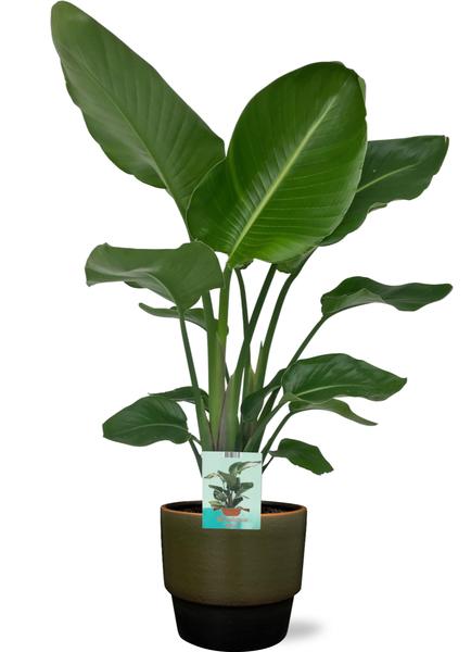 Strelitzia Nicolai - Ø19cm - ↕90cm + Erik Pot D20x18cm - Dunkelgrün