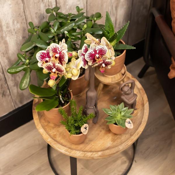 Kolibri Home | Glasierter Blumentopf - Cognacfarbener Keramik-Dekotopf mit Glanz - Ø12cm
