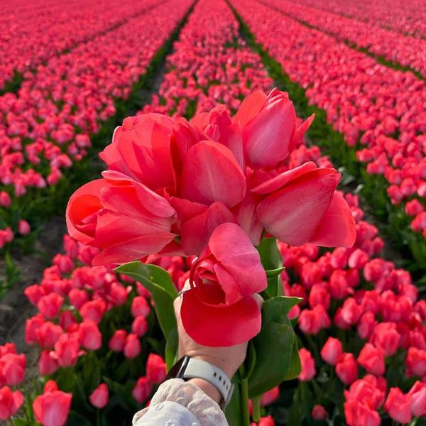 Flowerbulbs Amsterdam - Medium Holland Mix - Nachhaltige Vorteilspackung, 50 Blumenzwiebeln f�r 1 m� Blumenpracht - Gr��e 12+