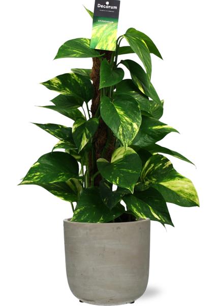 Scindapsus Mosstok - Ø15cm - ↕50cm + Stone Rond D15,5x14,5cm - Grau