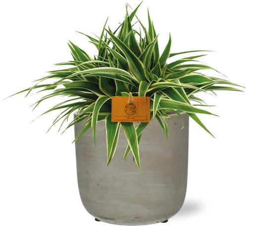 Chlorophytum Ocean - Ø15cm - ↕25cm + Stein Topf - Grau