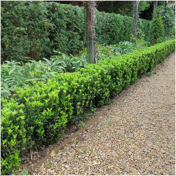 Plants by Frank - 1 Meter Grüne Spindelstrauch Hecke - Euonymus japonicus 'Green Spire' - Pflanzenset mit 6 winterharten Heckenpflanzen - Immergrüne Hecke - Direkt von der Gärtnerei geliefert