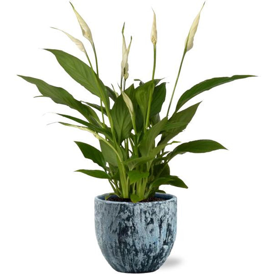 Spathiphyllum Bingo Cupido - Ø12cm - ↕45cm + Sem Pot D14x13cm - Blau