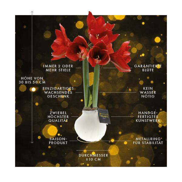 Ohne Wasser Blumen (wax amaryllis)  XMAS Weiß + Rote Blumen