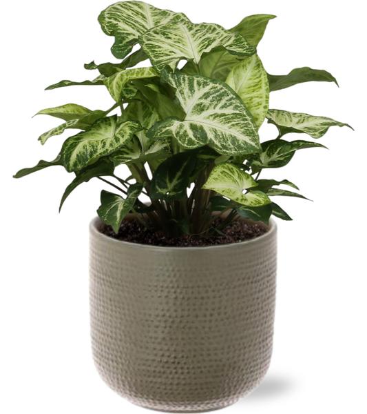 Syngonium Arrow - Ø12cm - ↕25cm + Aresso Pot D13x12,5cm - Grau Grün