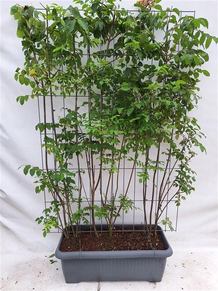 Tetradium daniellii - Bienenbaum - Fertighecke - 120 x 180 cm