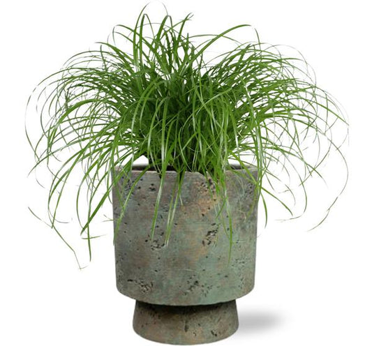 Cyperus Alternifolius - Ø12cm - ↕20cm + Topf - Grün