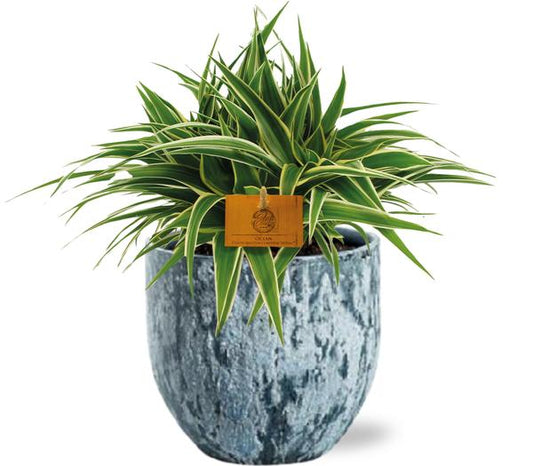 Chlorophytum Ocean - Ø15cm - ↕25cm + Topf - Blau