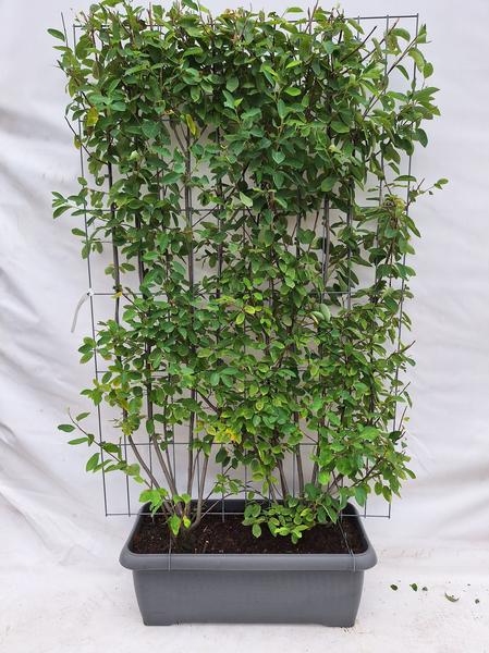 Amelanchier lamarckii - Korinthen - Fertighecke - 120 x 180 cm