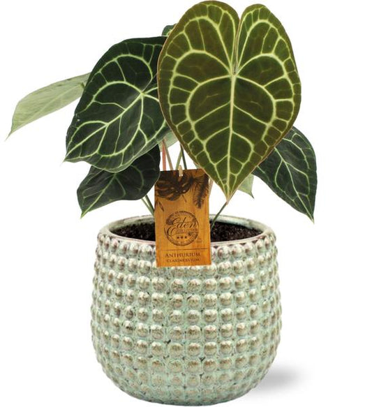 Anthurium Clarinervium - Ø15cm - ↕25cm + Bubble Pot D16,5x15cm - Grün