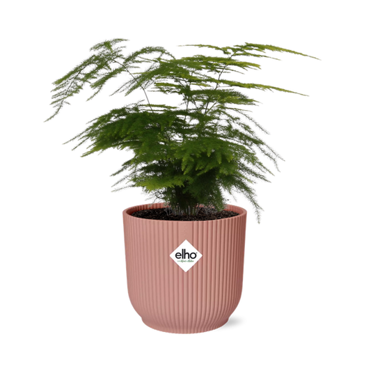 Asparagus Setaceus ‘Plumosus’ in ELHO Vibes Fold 14cm roze