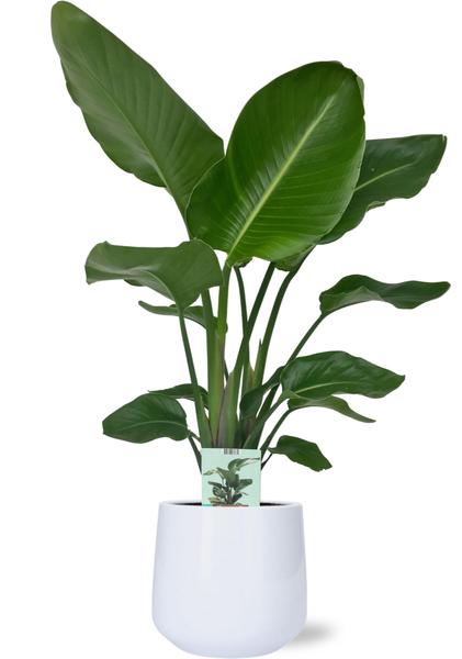 Strelitzia Nicolai - Ø19cm - ↕90cm + Puglia Pot D21/23,5x21cm - Weiß