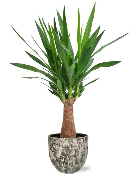 Yucca "Maya Tree" - Ø19cm - ↕80cm + Sem Pot D20x18cm - Braun