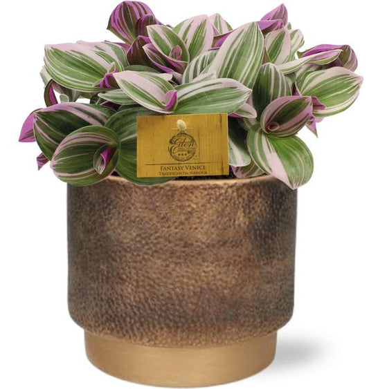 Tradescantia Nanouk - Ø15cm - ↕25cm + Merel Pot D16x14cm - Gold
