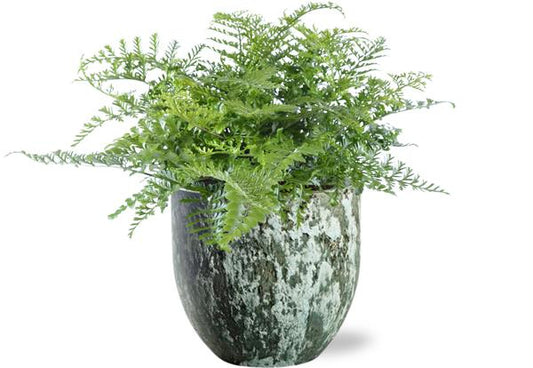 Asplenium Parvati - Ø21cm - ↕40cm + Sem Pot D24x22cm - Grün