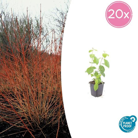 Cornus sang. 'Midwinter Fire' - ↕10-25cm - Ø9cm  - 20x