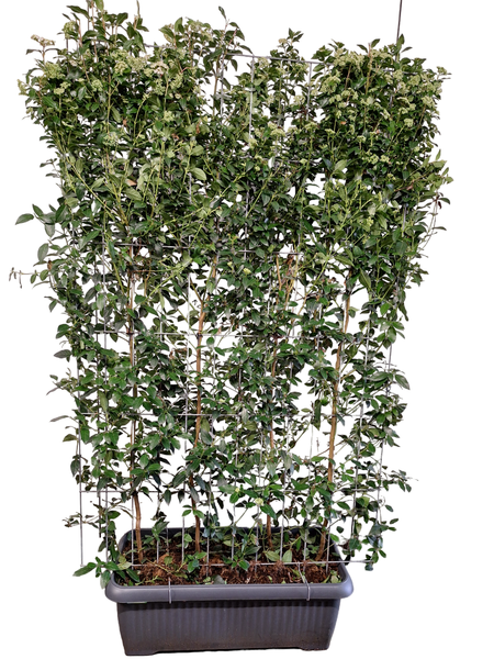 Viburnum tinus - Fertighecke - 120 x 180 cm