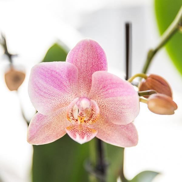 Kolibri Orchids I KOMBI ANGEBOT von 2 altrosa Phalaenopsis Orchideen - Treviso - Topfgröße Ø12cm | blühende Zimmerpflanze - frisch vom Züchter