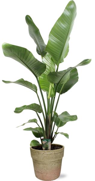 Strelitzia Nicolai - Ø21cm - ↕100cm + Invorno Pot D22,5x21cm - Natürlich