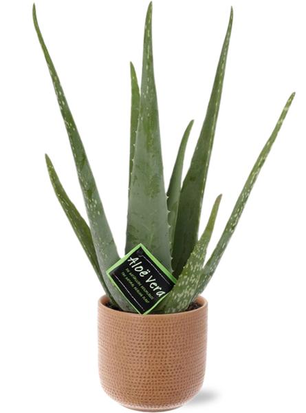 Aloe Vera - Ø12cm - ↕40cm + Aresso Pot D13x12,5cm - Braun