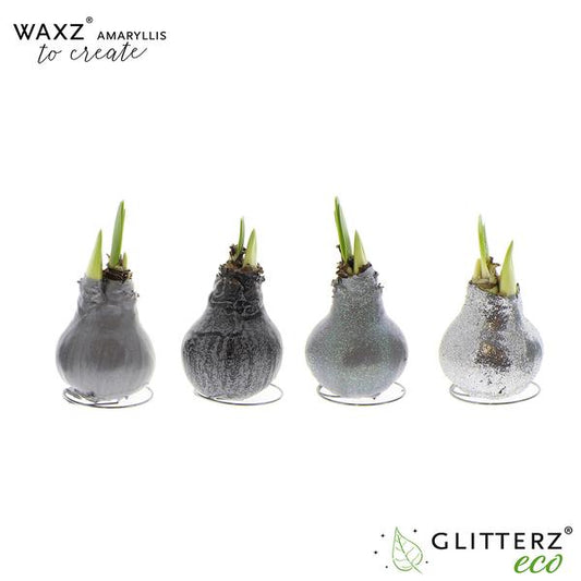 Amaryllis Waxz To Create Silver - 4 Stücke - Ø7 cm - ↕15 cm