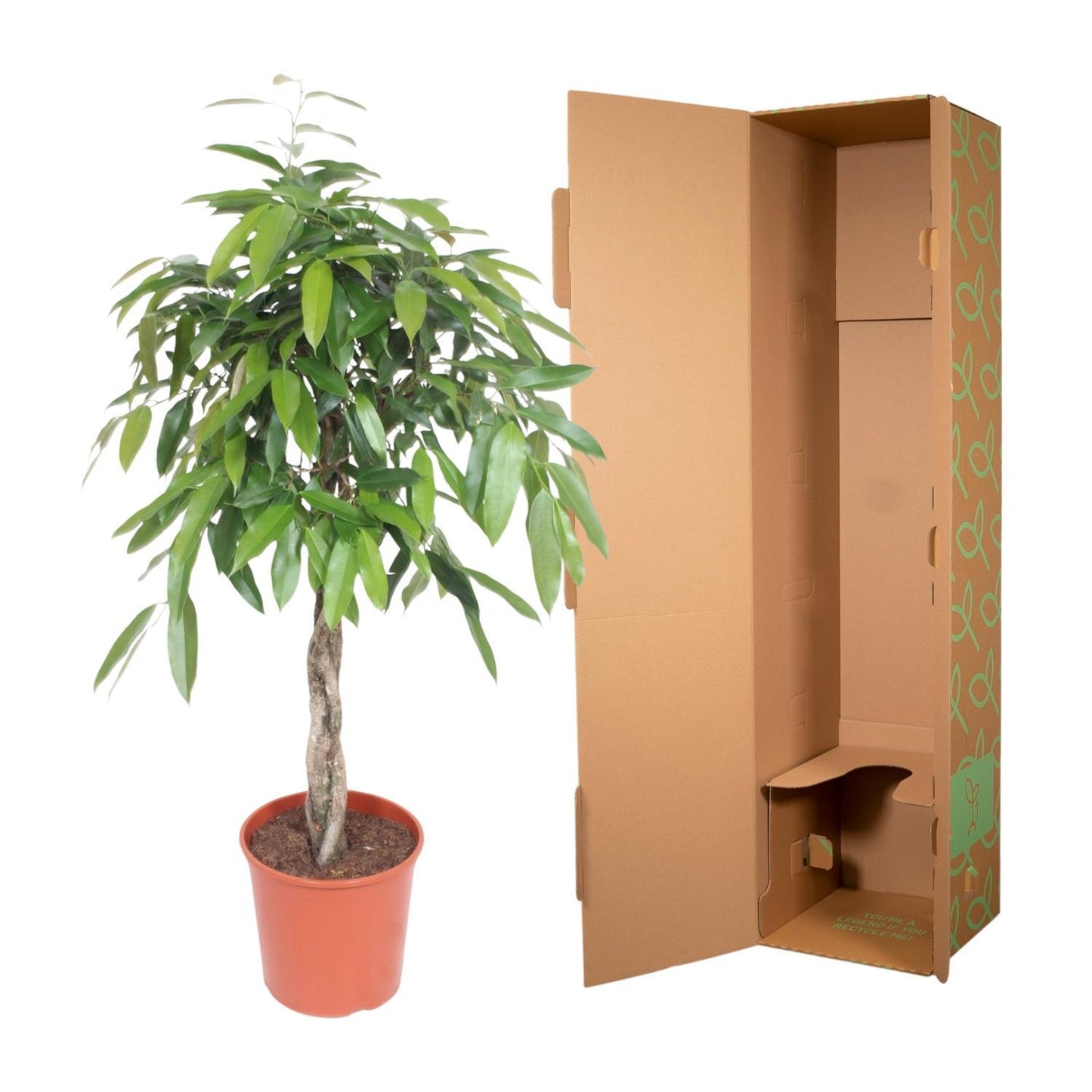 Ficus Amstel King Geflochtenem Stamm - 140 cm - Ø30 cm