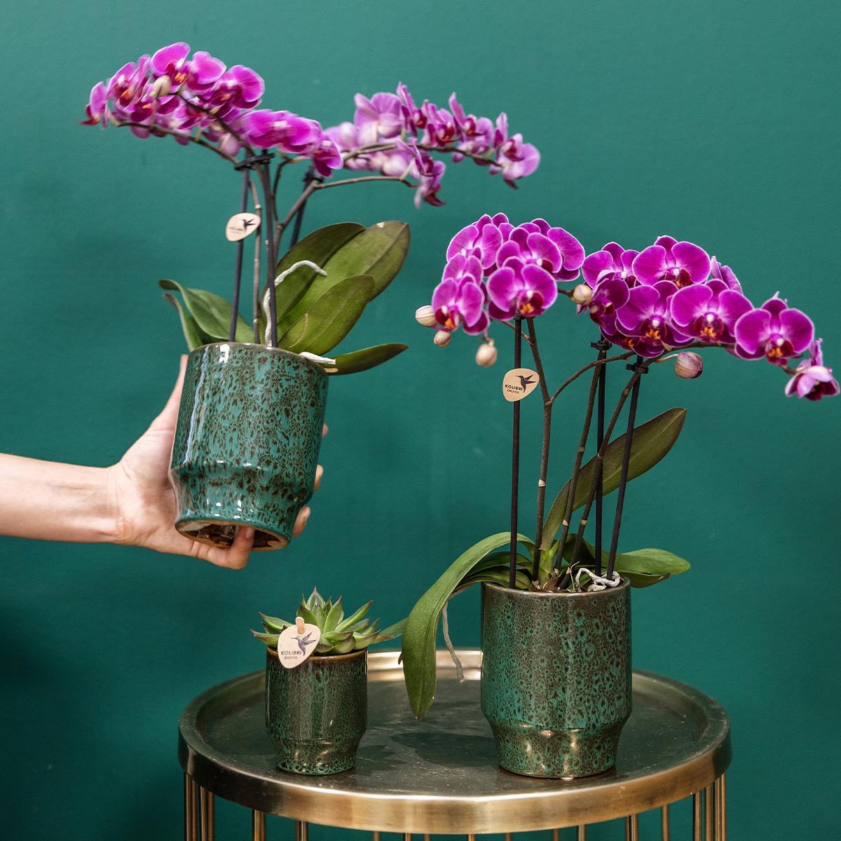 Lila Phalaenopsis Orchidee - Morelia Classy grün- Topfgröße Ø9cm | blühende Zimmerpflanze - frisch vom Züchter