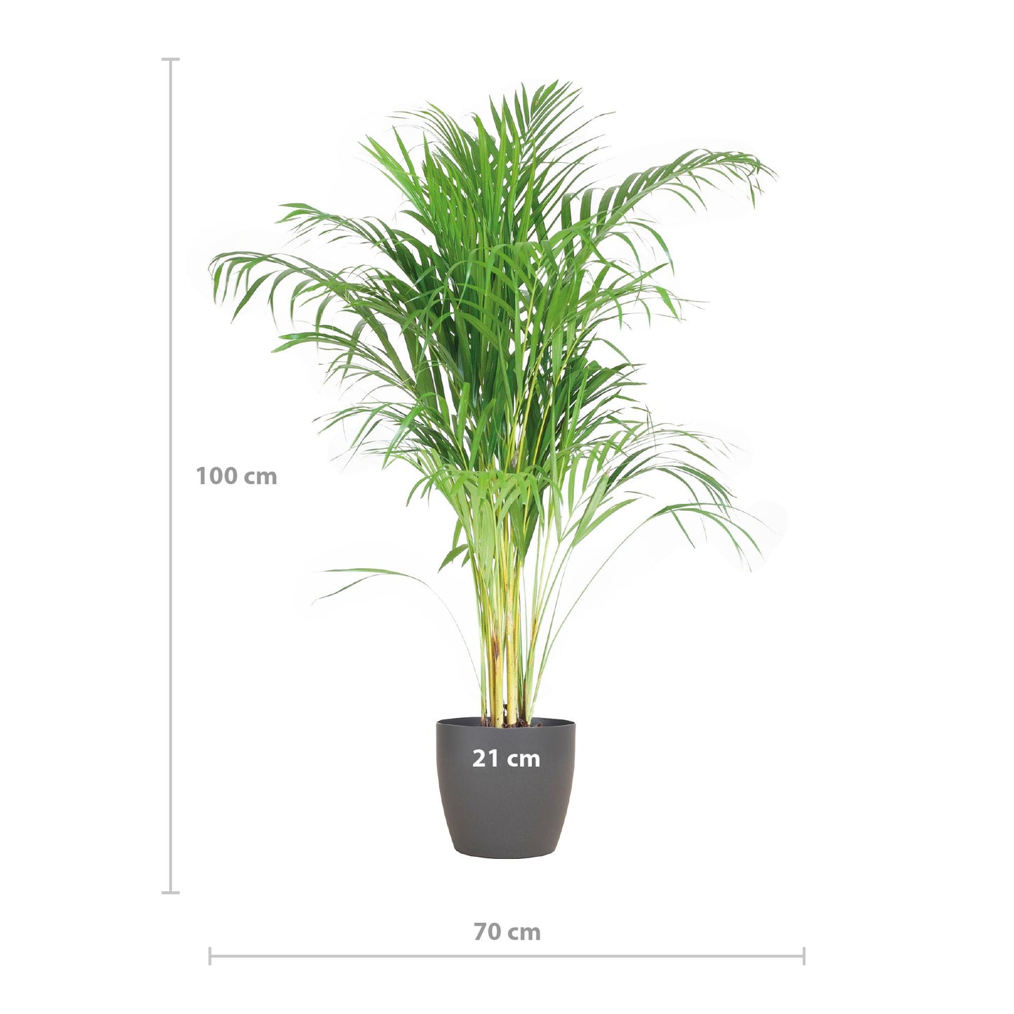 Areca Palme (Dypsis) mit Topf in Grau - 100cm - Ø21cm