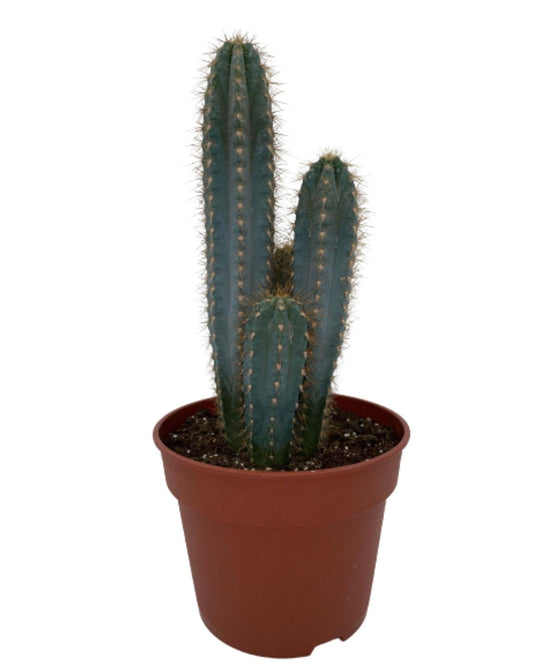 Cactus- Pilosocereus Azerues - 17cmØ- 30-40cm hoog - Normal - Ø17 cm