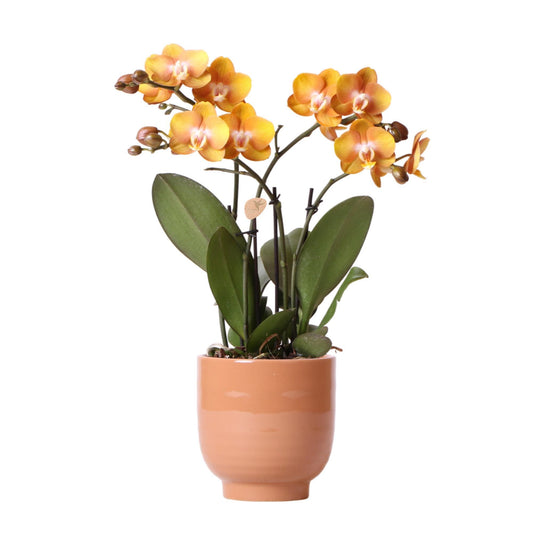 Kolibri Orchids | Orange Phalaenopsis-Orchidee Las Vegas im cognacfarbenen glasierten Topf - Topfgröße Ø12cm