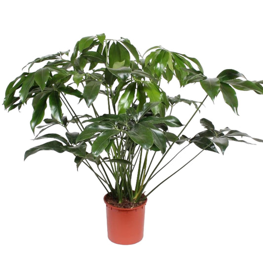 Philodendron Green Wonder – Majestätischer Kletterphilodendron für elegante Innenräume (140 cm Höhe, Ø 34 cm)