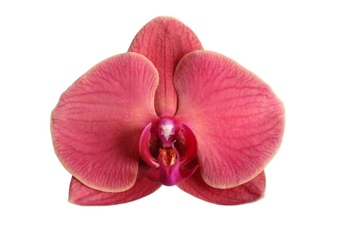 Phalaenopsis Narbonne - 3 Äste - 60 cm - Ø12cm