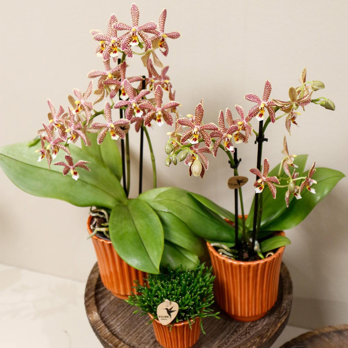 Kolibri Orchids | orange Phalaenopsis Orchidee - Spider in Retro Terracotta - Topfgröße Ø9cm | blühende Zimmerpflanze - frisch vom Züchter