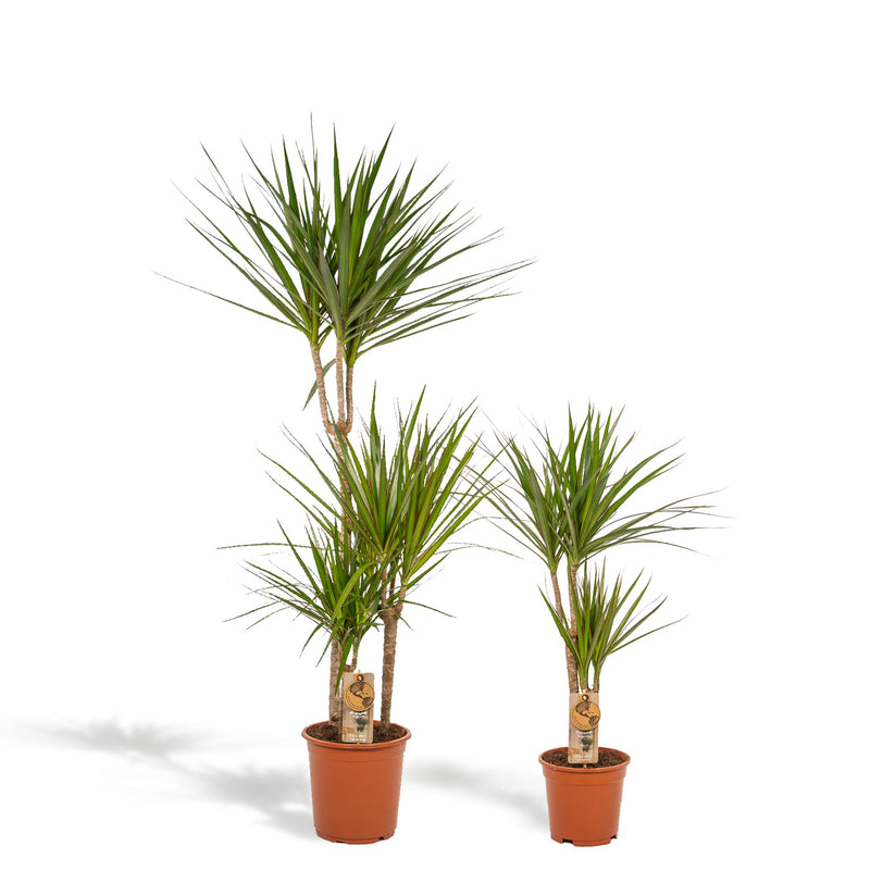 Dracaena