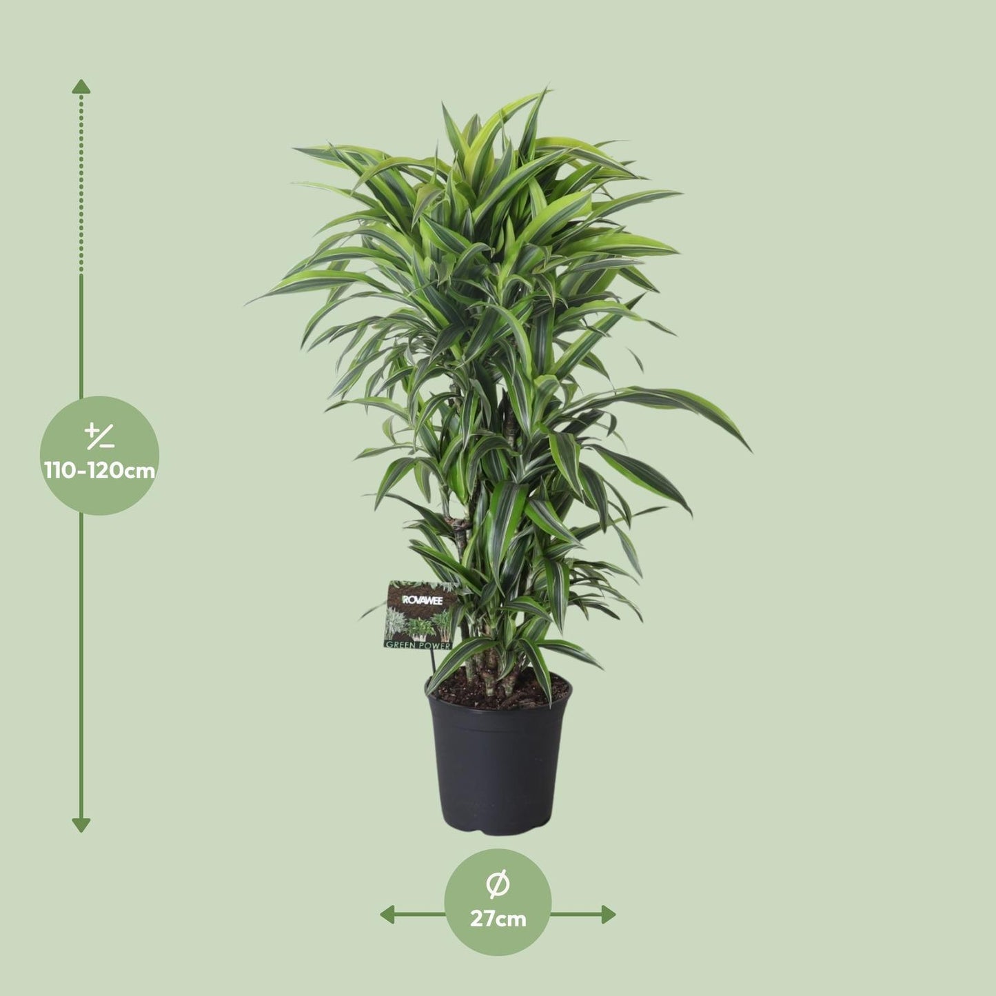 Dracaena Fragrans Lemon Lime Vertakt - Ø27cm - ↕120cm