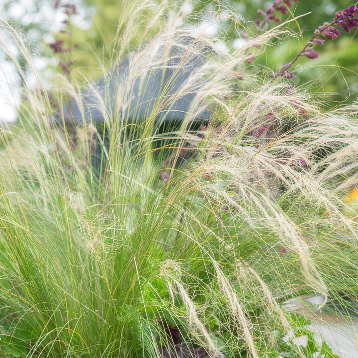 Stipa tenuissima 'Ponytails' - ↕10-25cm - Ø9cm  - 12x