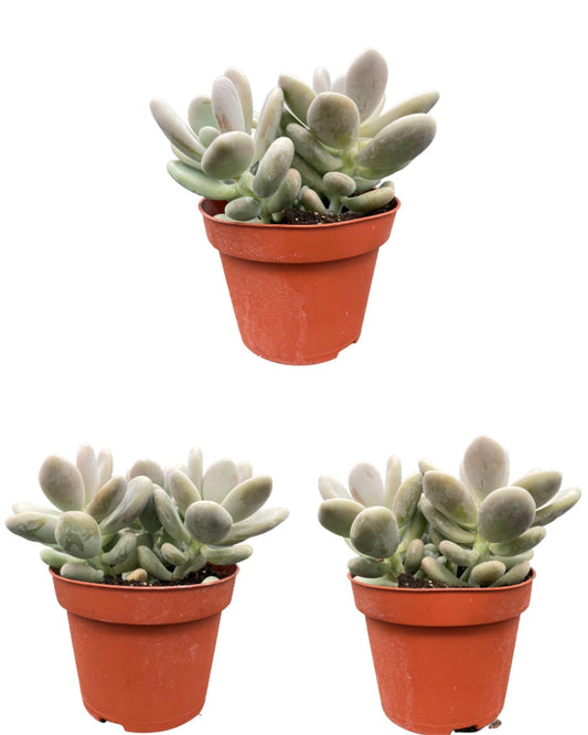 Sukkulenten - Pachyphytum Oviferum - 12cmØ- 15-20cm Hoch - (3 Stück )