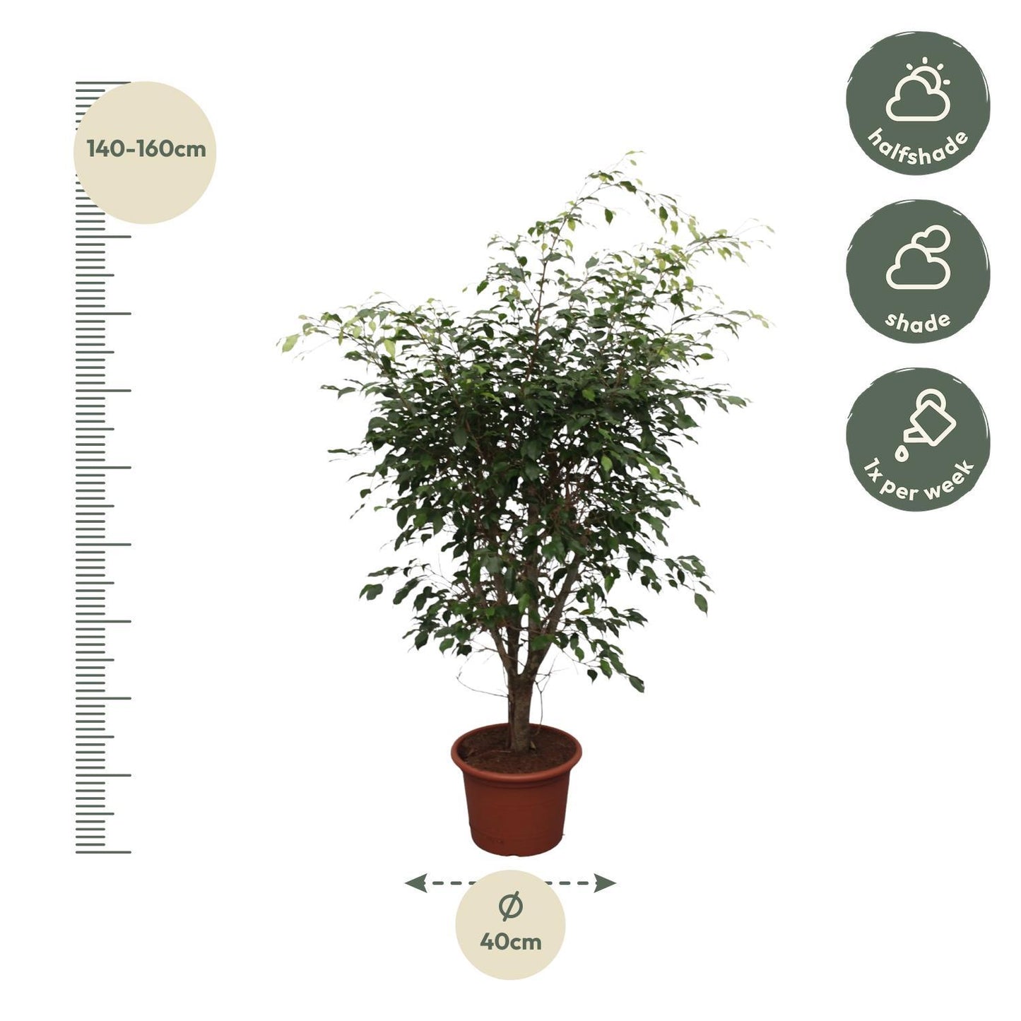 Ficus Benjamina Exotica Verzweigt – 150 cm, Ø: 40 cm